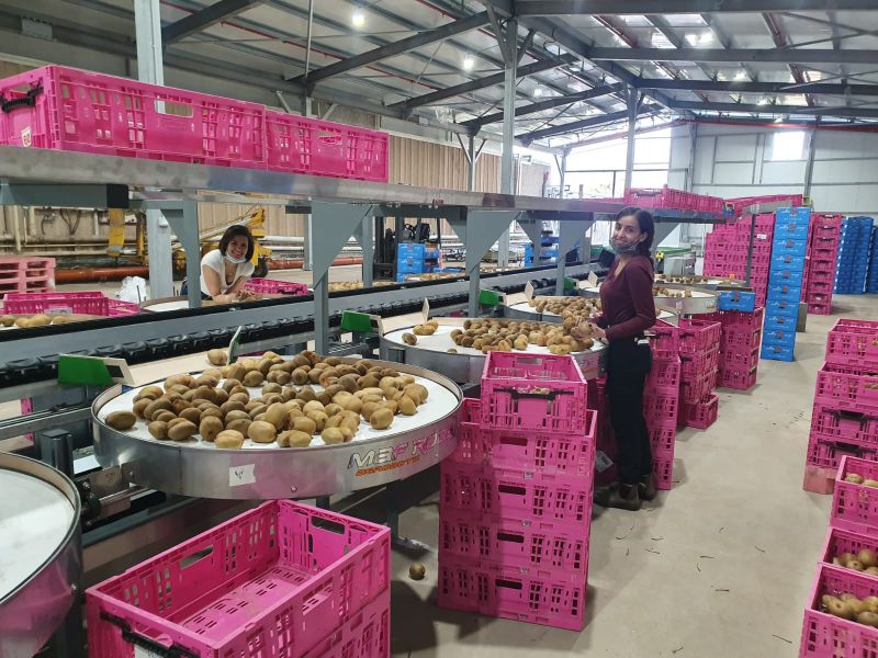 מערך קיווי קירור השלום רמת הגולן